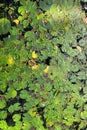 Lotus Pond Beautiful lily plant with bright green leaves in the garden pond-stock photos and stock photos