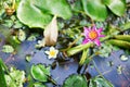 Beautiful lily in the pond Royalty Free Stock Photo