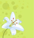 Beautiful lily seamless card