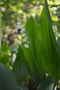 Beautiful lily of the valley on blurred background. First flowers in spring garden Royalty Free Stock Photo