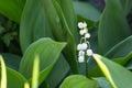 Beautiful lily of the valley in bright green grass. Lily of the valley closeup. Wild spring flowers concept. Royalty Free Stock Photo