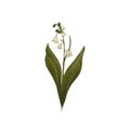 Beautiful Lily valley flowers hand drawn realisric illustration on white background Royalty Free Stock Photo