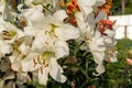 Beautiful lily white flower. Several flowers close-up, pistils with pollen. Summer is a sunny day. Royalty Free Stock Photo