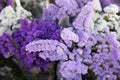 Beautiful limonium sinuatum, Petite Bouquet Series flowers in lilac, violet colors.