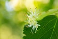 Beautiful linden tree blossoms in the summer. Medicinal, herbal, vegan, organic