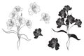 Beautiful line black white alstroemeria flowers branch isolated. Vector illustration.