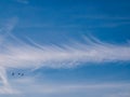 Beautiful line of cirrus cloud - angel clouds - in the blue sky. With three birds in flight - swallows - on the edge. Royalty Free Stock Photo