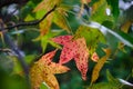 Beautiful red leaf on a tree Royalty Free Stock Photo