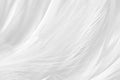 Beautiful line white feather wool pattern texture background