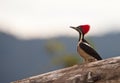 A beautiful Lineated Woodpecker Royalty Free Stock Photo