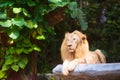 Beautiful lion in African savannah. Big cat Royalty Free Stock Photo