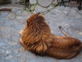 Beautiful lion from behind