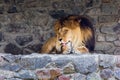 A beautiful lion with big mane lies on the rocks and licks his paw. King of animals. Royalty Free Stock Photo