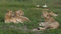 Beautiful Lion Caesar in the golden grass of Masai Mara, Royalty Free Stock Photo