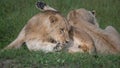 Beautiful Lion Caesar in the golden grass of Masai Mara, Royalty Free Stock Photo