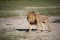 Beautiful Lion Caesar in the golden grass of Masai Mara, Royalty Free Stock Photo