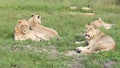 Beautiful Lion Caesar in the golden grass of Masai Mara, Royalty Free Stock Photo