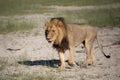 Beautiful Lion Caesar in the golden grass of Masai Mara, Royalty Free Stock Photo