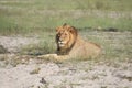 Beautiful Lion Caesar in the golden grass of Masai Mara Royalty Free Stock Photo