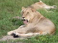 Beautiful Lion Caesar in the golden grass of Masai Mara, Royalty Free Stock Photo