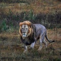 Beautiful Lion Caesar in the savanna. scorched grass. male with battle scars