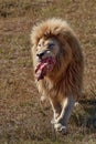 Beautiful Lion Caesar in the savanna. scorched grass. male with battle scars and meat Royalty Free Stock Photo