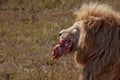 Beautiful Lion Caesar in the savanna. scorched grass. male with battle scars and meat Royalty Free Stock Photo