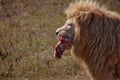 Beautiful Lion Caesar in the savanna. scorched grass. male with battle scars and meat Royalty Free Stock Photo