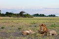 Beautiful lion couple laying around in the African Savannah Royalty Free Stock Photo