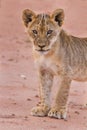 Beautiful lion cub on kalahari sand