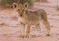 Beautiful lion cub on kalahari sand