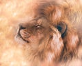 Beautiful lion in dream Royalty Free Stock Photo