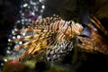 Beautiful Lion Fish Pterois Swimming Alone in a Big Aquarium