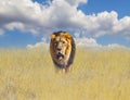 Beautiful Lion in the golden grass of of savanna in Africa. Behind them is the blue sky. It is a natural background with African Royalty Free Stock Photo