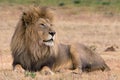 Beautiful lion kruger national park Royalty Free Stock Photo