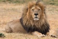 Beautiful lion kruger national park South Africa Royalty Free Stock Photo