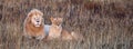 Beautiful Lion and lioness in the savanna. A pair of lions are resting in the dried grass. Family of African Lions looking Royalty Free Stock Photo