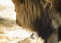 Beautiful lion in profile, this is the king of the African savannah in South Africa and one of the stars of safaris Royalty Free Stock Photo