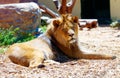 Beautiful Lion resting in the sunshine. blur background.