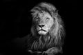 Beautiful Lion Romeo II Royalty Free Stock Photo