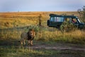 Beautiful lion with a safari car in the background in Kenya, Africa