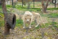 Beautiful Lion sitting in a zoo. Animal Royalty Free Stock Photo