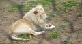 Beautiful Lion sitting in a zoo. Animal Royalty Free Stock Photo