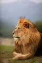Beautiful Lion wild male animal portrait
