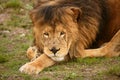 Beautiful Lion wild male animal portrait Royalty Free Stock Photo