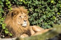 Beautiful Lion at the zoo park Lignano Sabbiadoro Italy