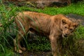 Beautiful Lioness on green background. Amazing beast in it's prime Royalty Free Stock Photo