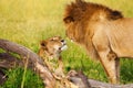 Beautiful lioness greeting lion upon his return Royalty Free Stock Photo