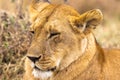 A beautiful lioness from Kenya. Masai Mara, Africa Royalty Free Stock Photo