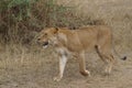 Beautiful lioness on the move